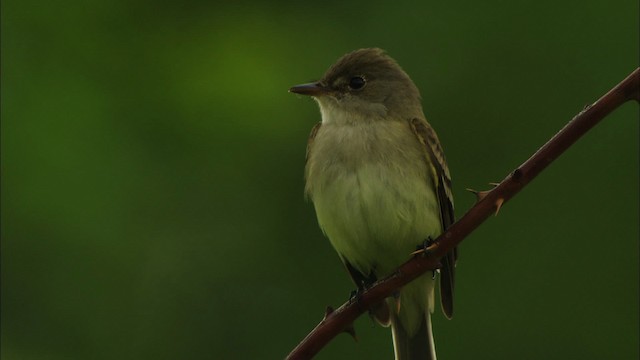 Willow Flycatcher - ML440882