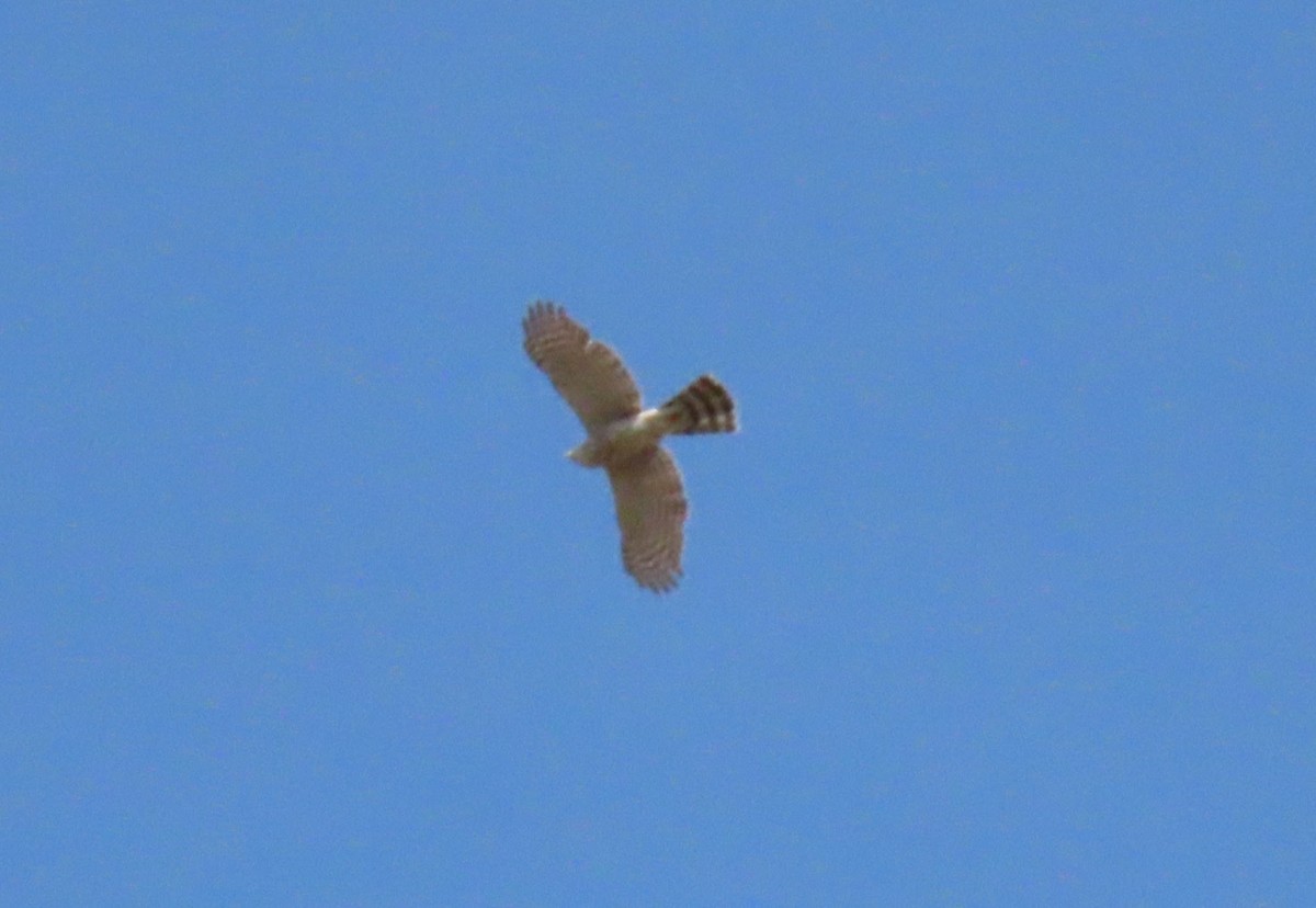 Cooper's Hawk - ML440882011