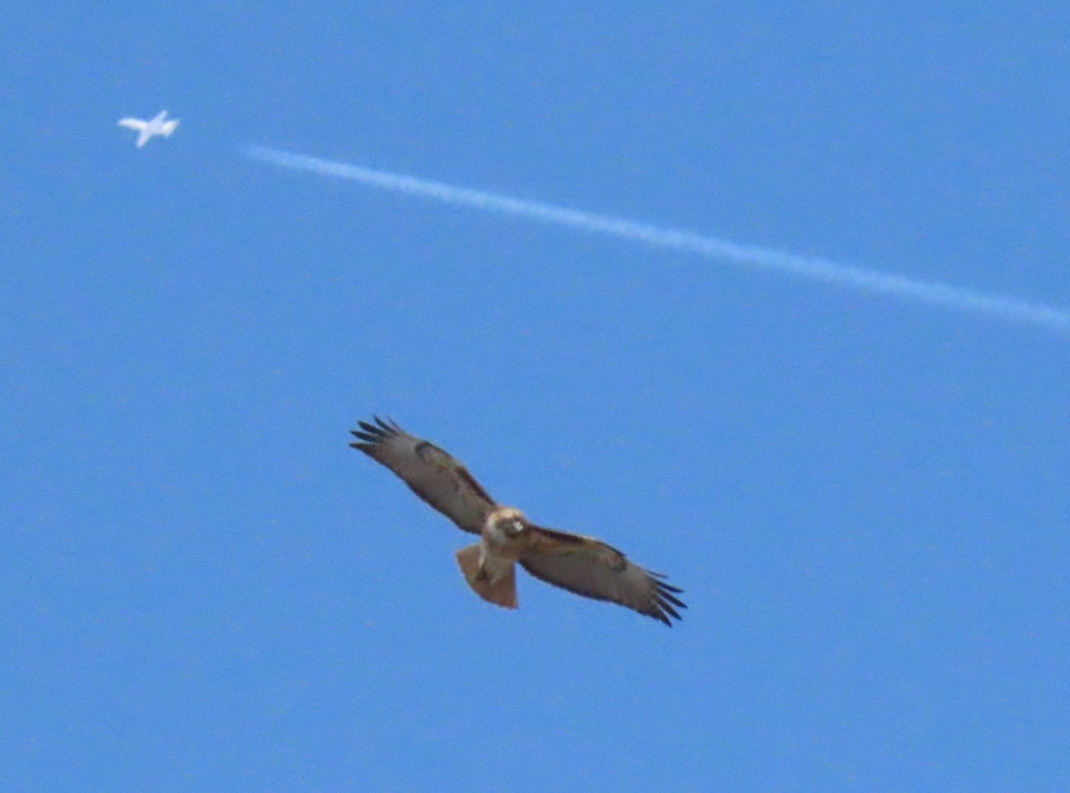 Red-tailed Hawk - ML440882091