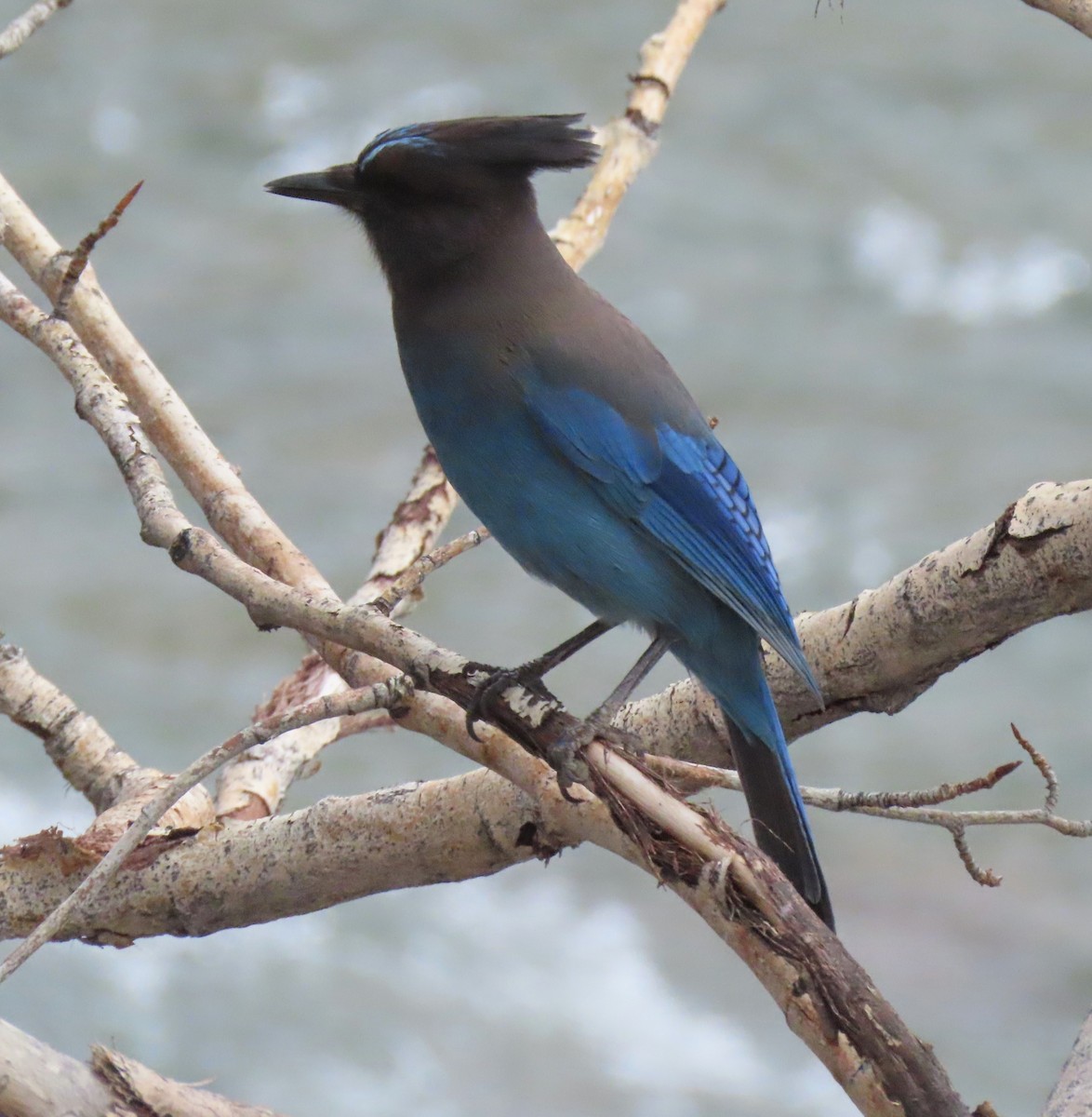 Steller's Jay - ML440882251