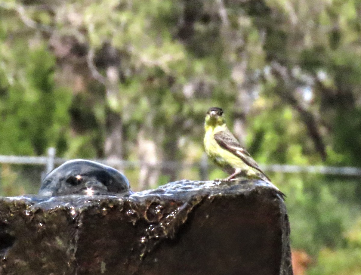 Lesser Goldfinch - ML440882401