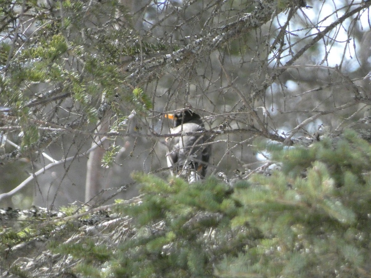 American Robin - ML440882451