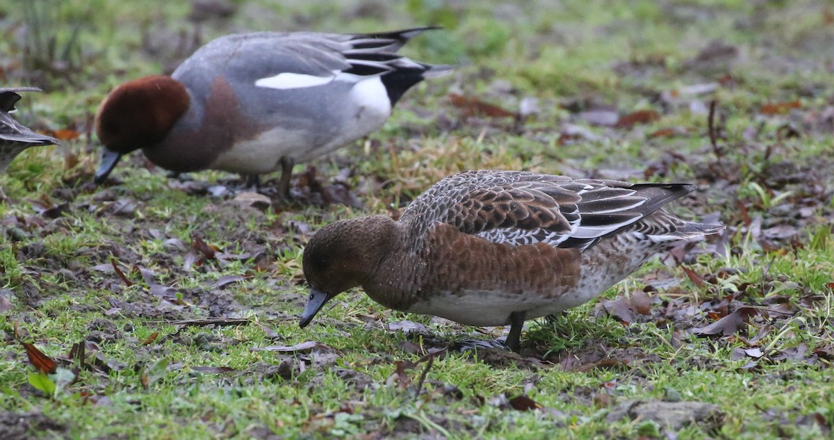 Eurasian Wigeon - ML44088251