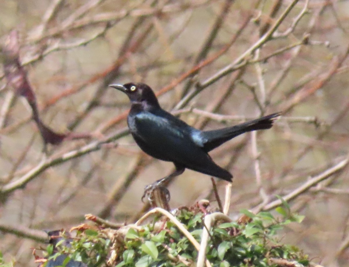 Brewer's Blackbird - ML440882511