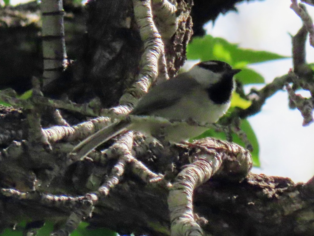 Mountain Chickadee - ML440882871