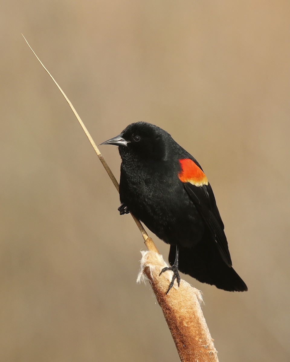 Red-winged Blackbird - ML440883101