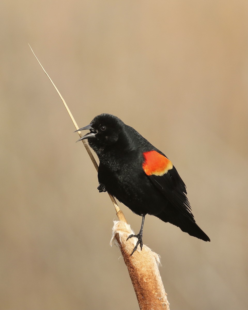 Red-winged Blackbird - ML440883271