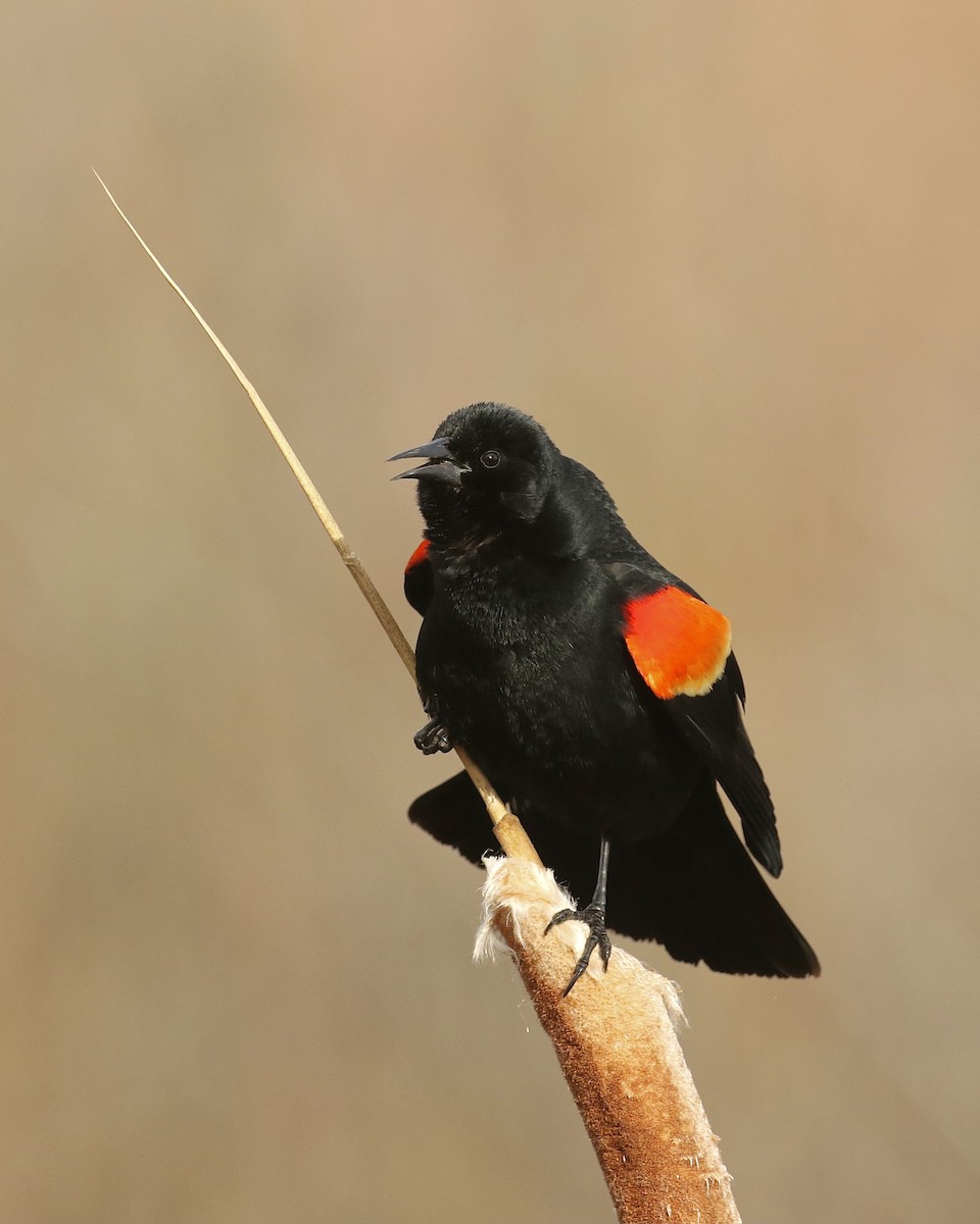 Red-winged Blackbird - ML440883411