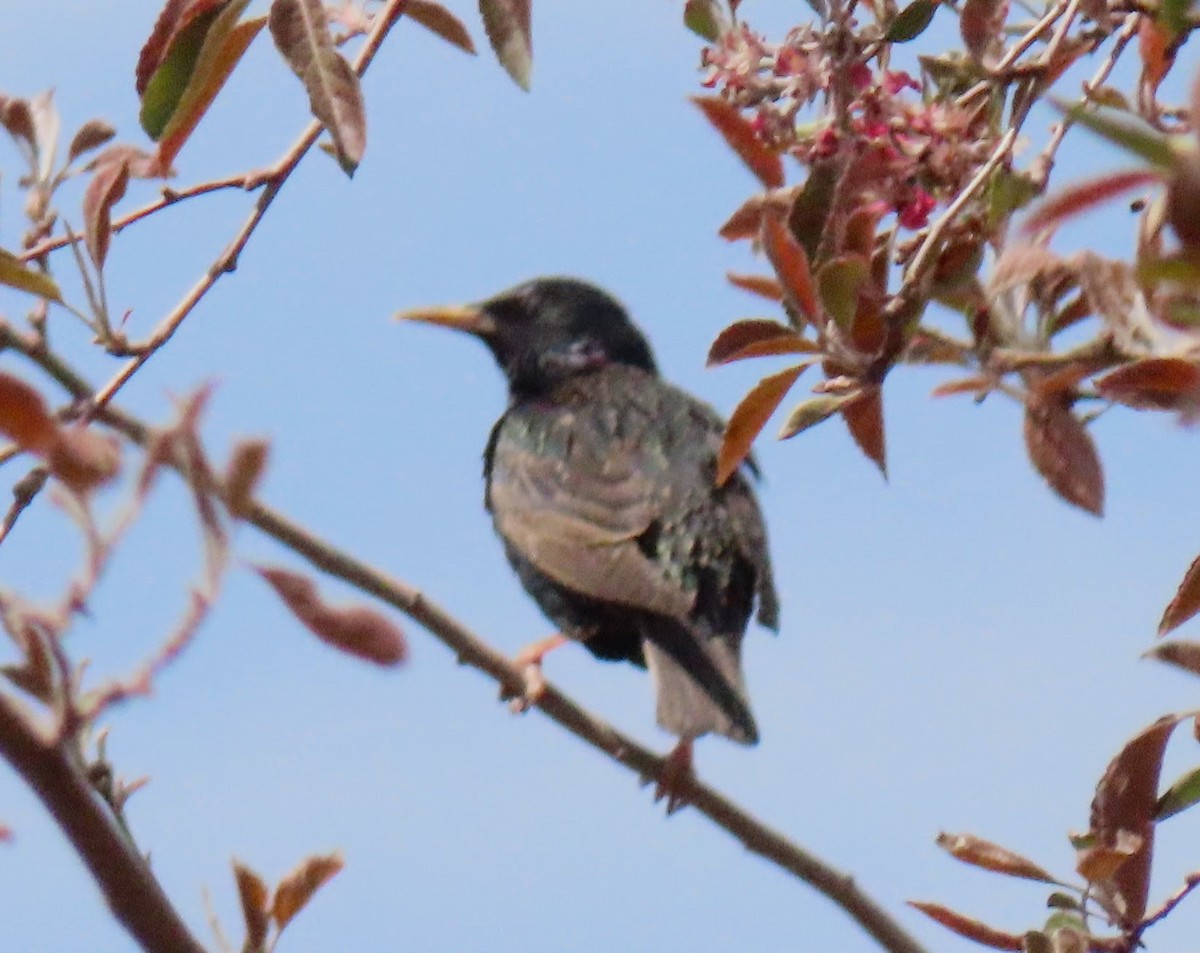 European Starling - ML440883531