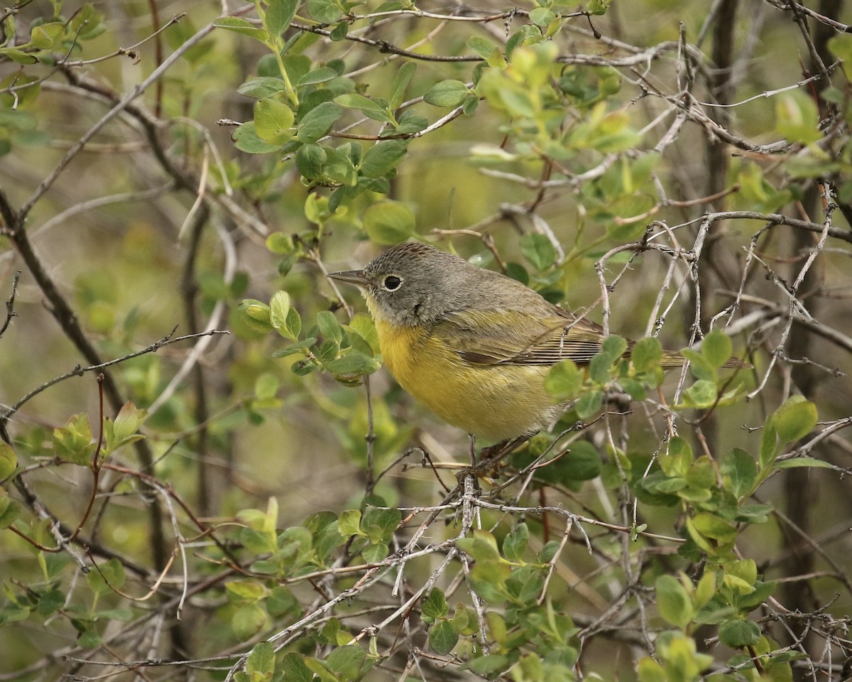 Nashville Warbler - ML440883601