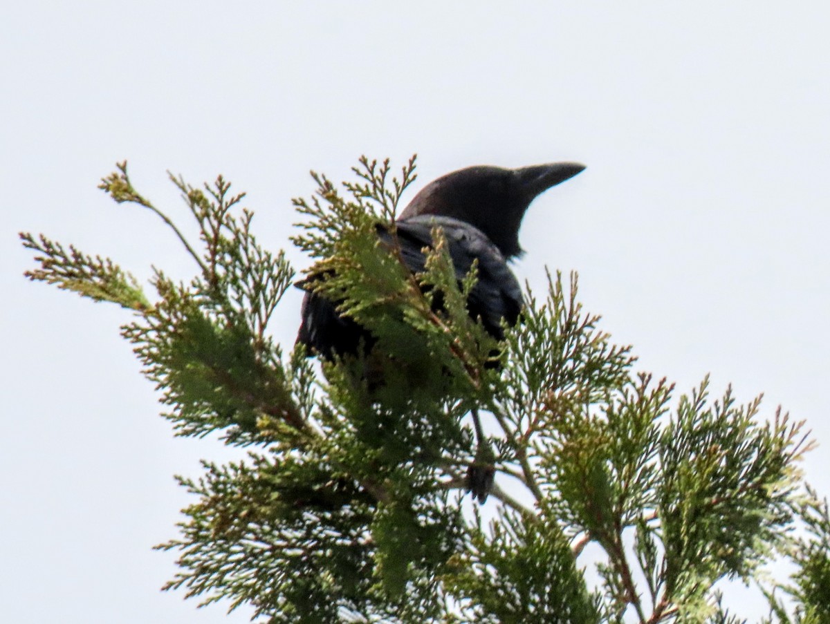 American Crow - ML440883731