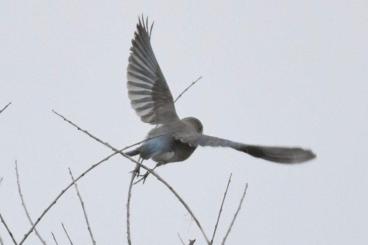 Mountain Bluebird - ML440883981