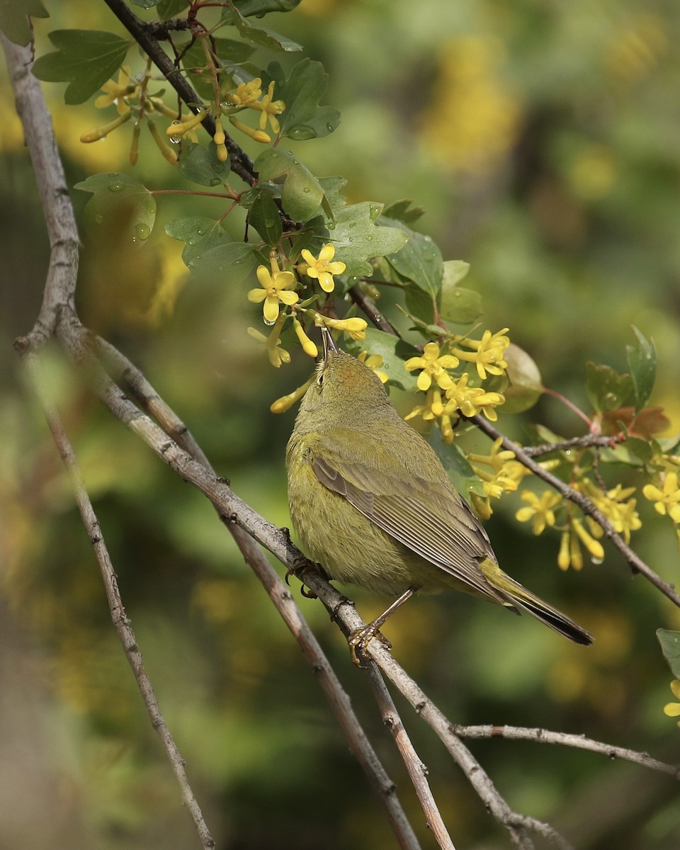 Orange-crowned Warbler - ML440884091