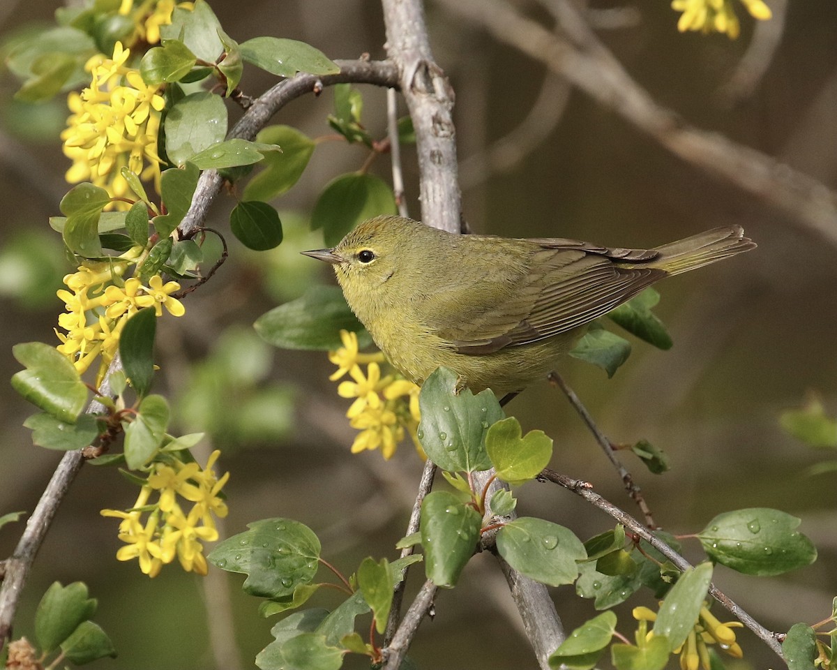 Orange-crowned Warbler - ML440884291