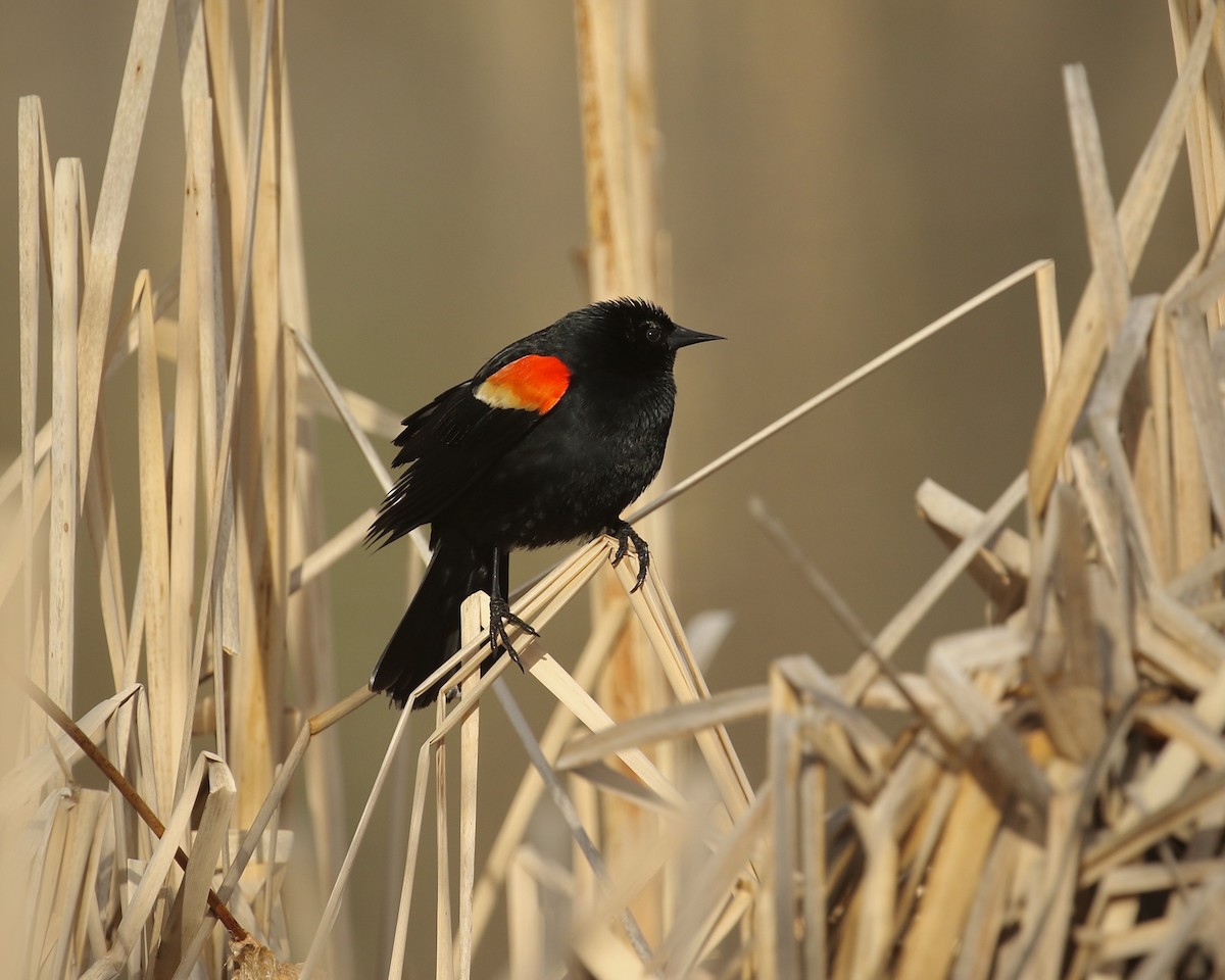 Red-winged Blackbird - ML440884671