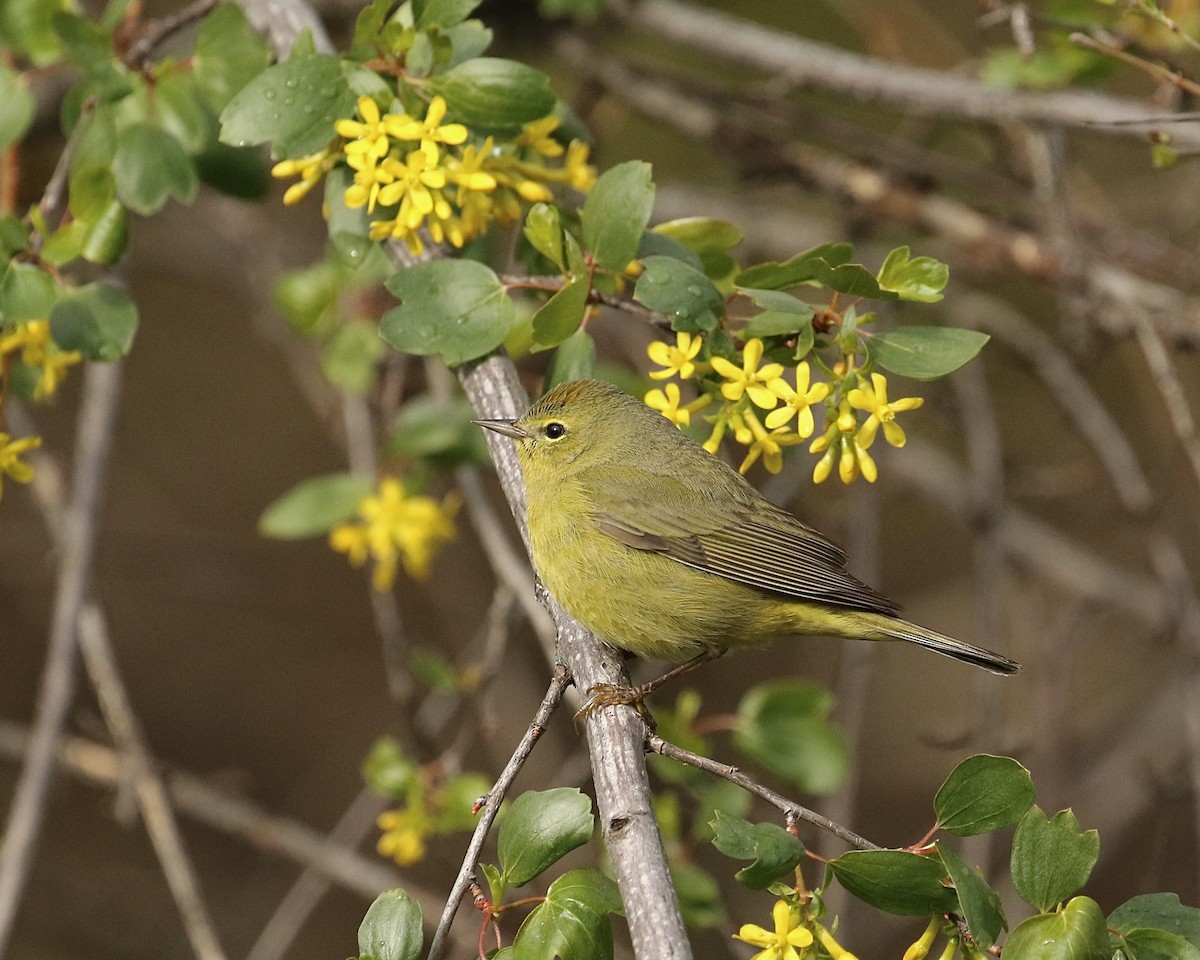 Orange-crowned Warbler - ML440884941