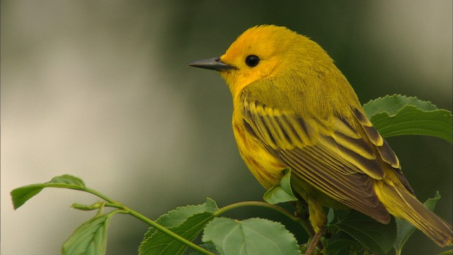 Yellow Warbler (Northern) - ML440885