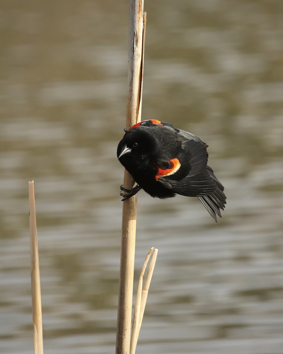 Red-winged Blackbird - ML440885141