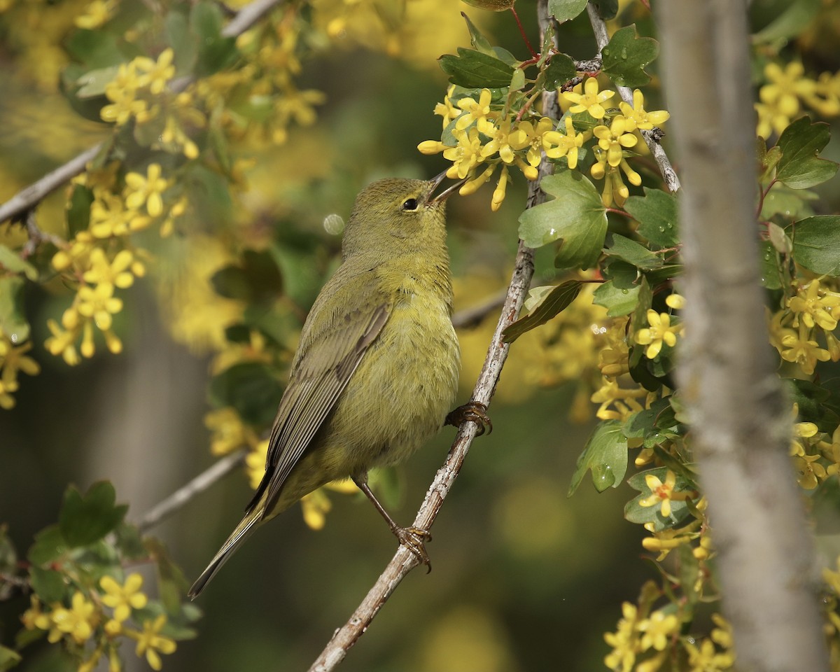 Orange-crowned Warbler - ML440885281