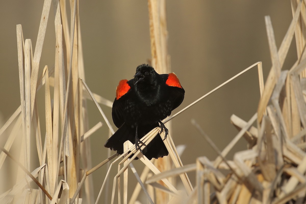 Red-winged Blackbird - ML440885301
