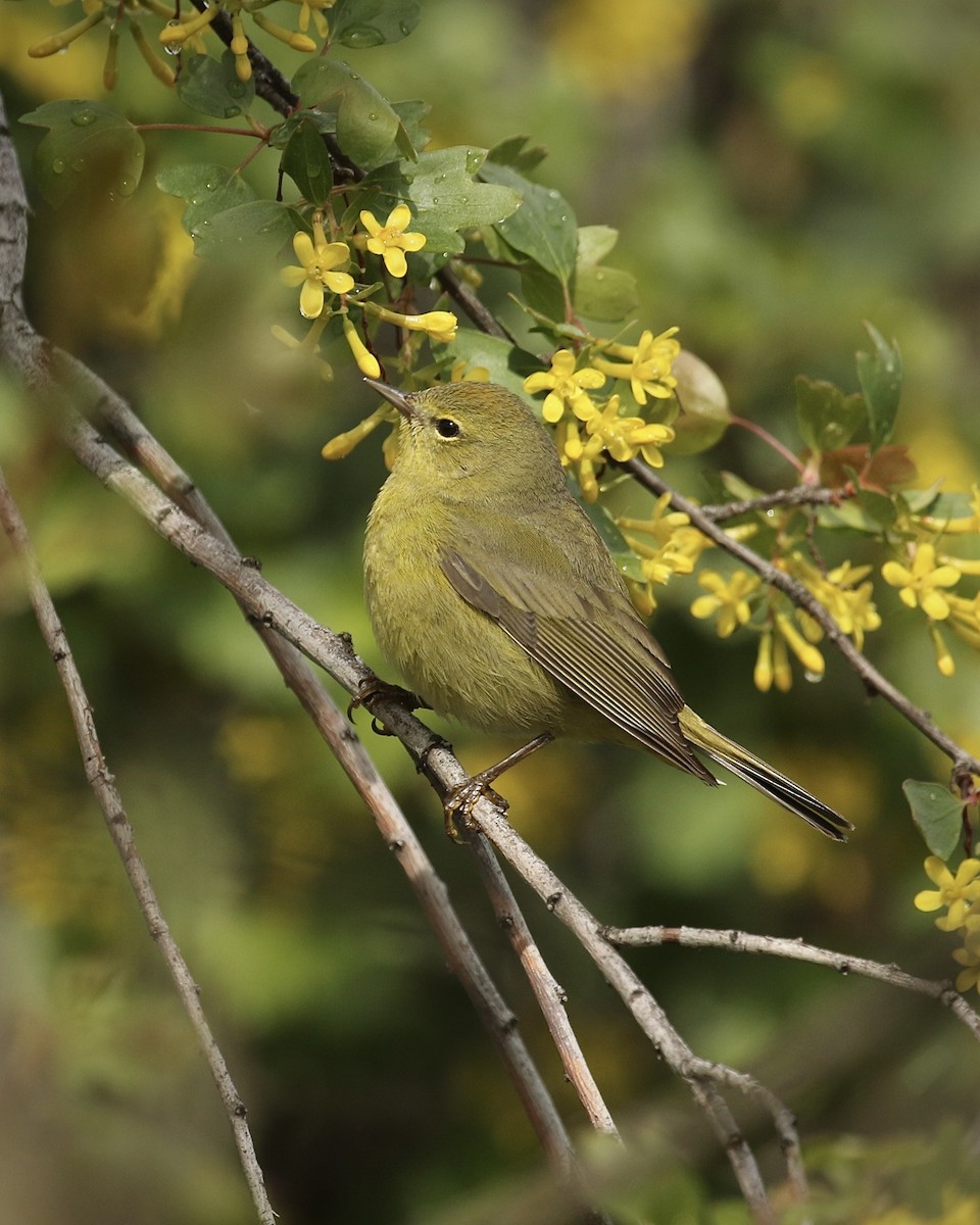 Orange-crowned Warbler - ML440885491