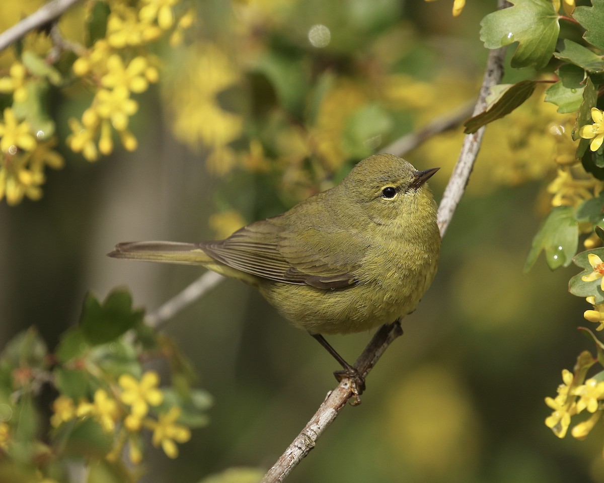 Orange-crowned Warbler - ML440885531