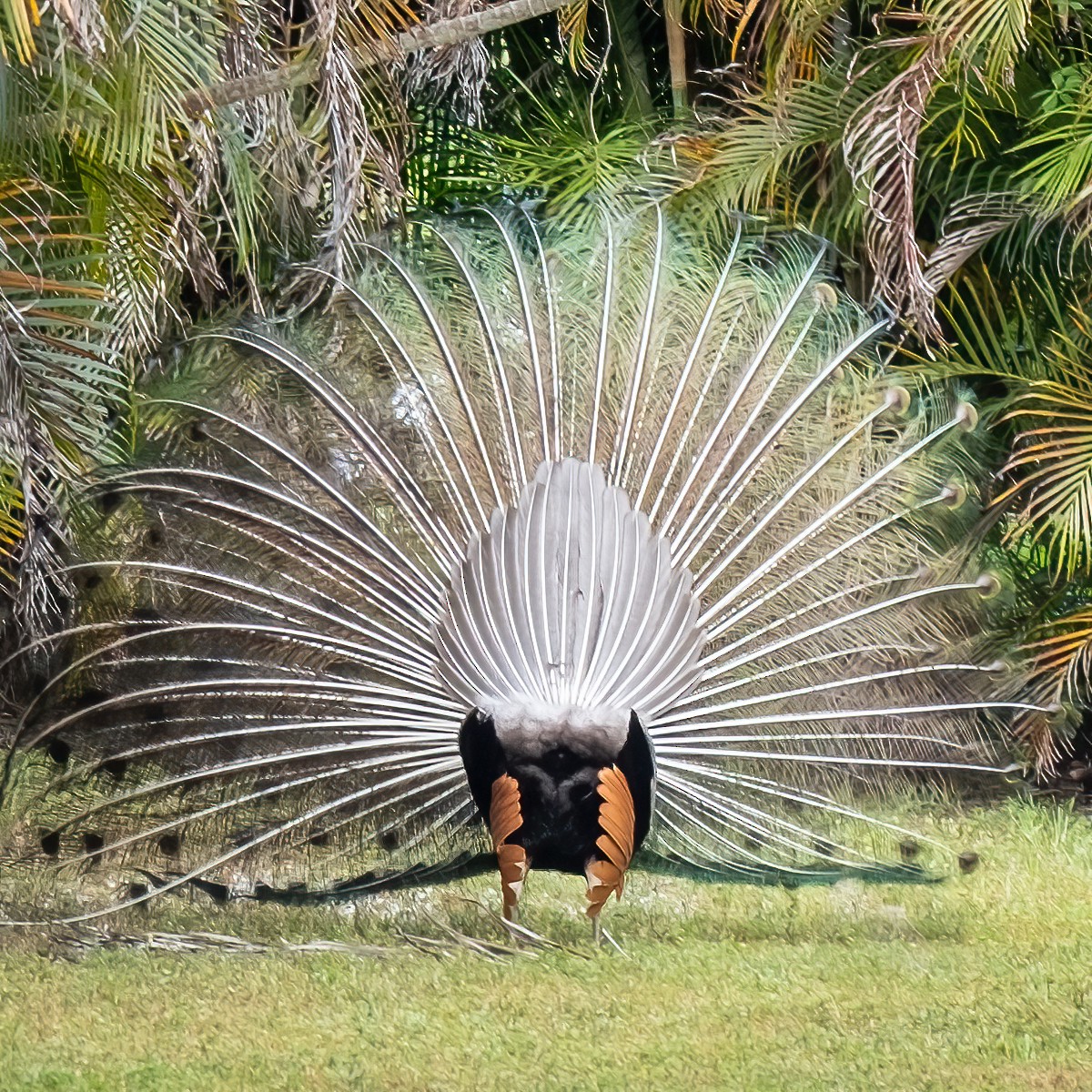 Indian Peafowl - Charles Byrne