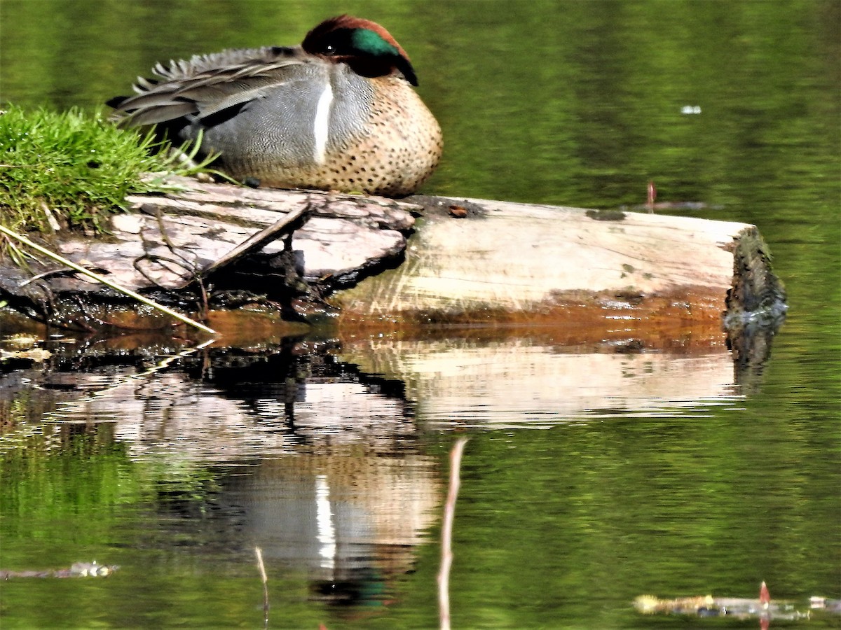 Green-winged Teal - ML440886641