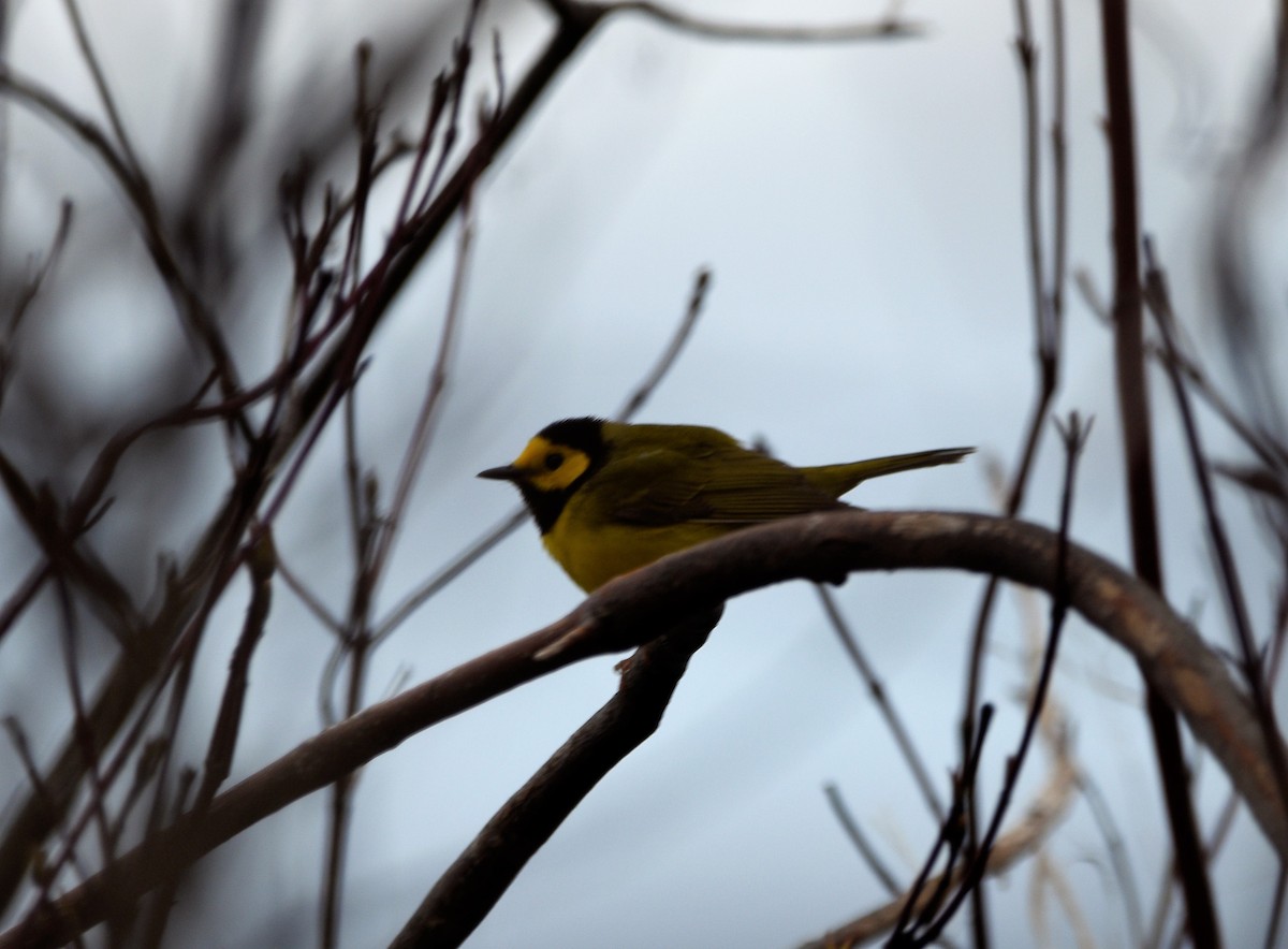 Hooded Warbler - ML440888811