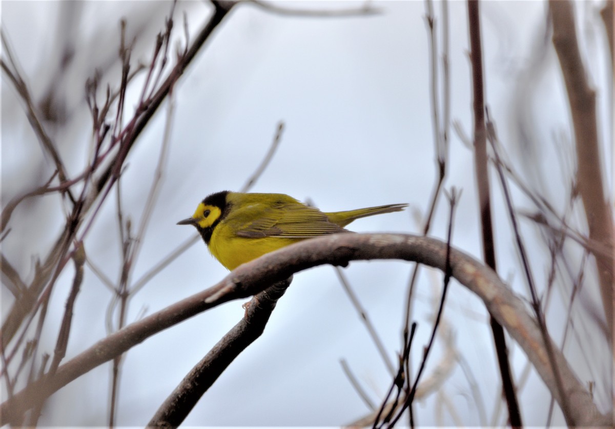 Hooded Warbler - ML440888911