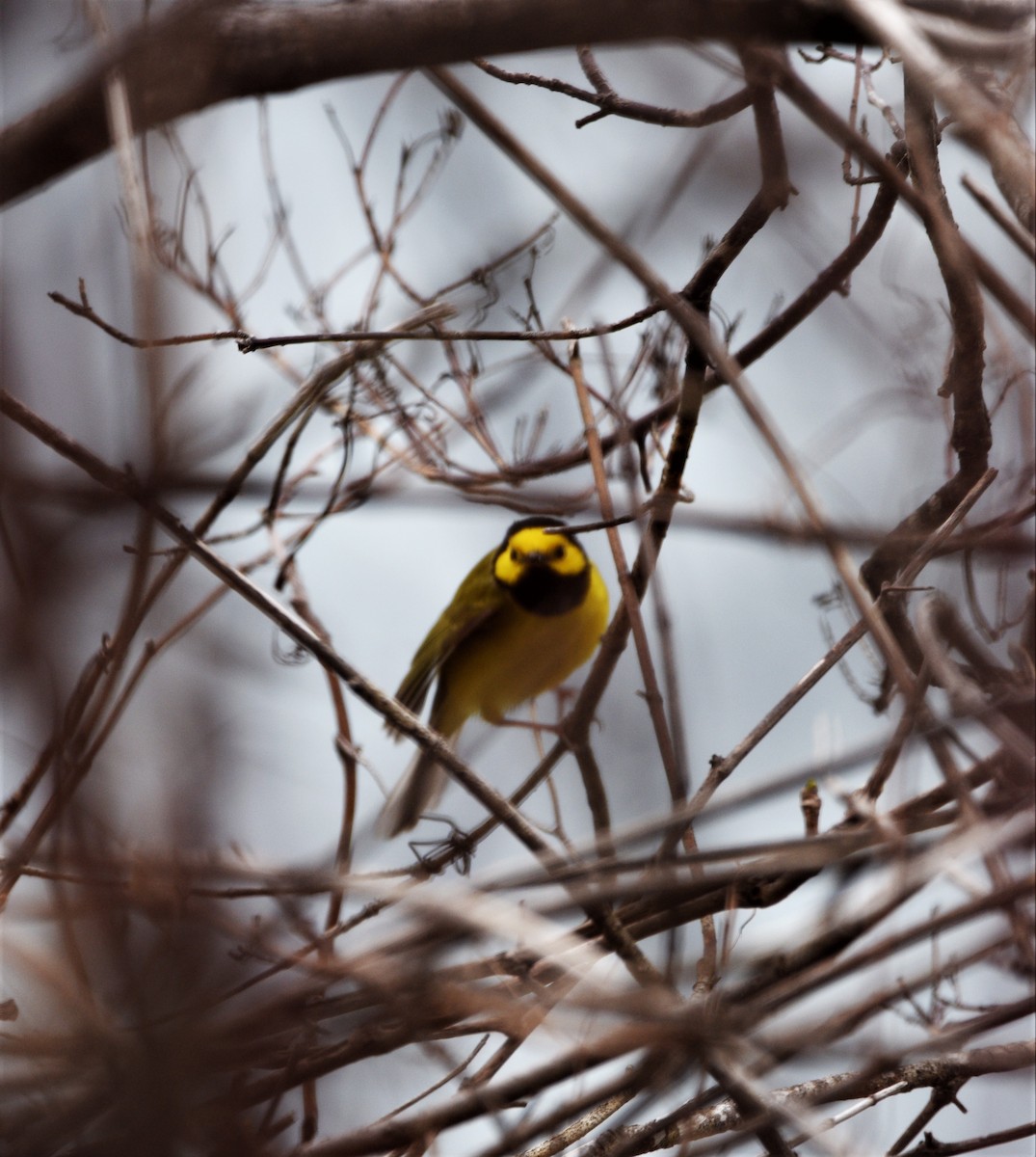 Hooded Warbler - ML440888951