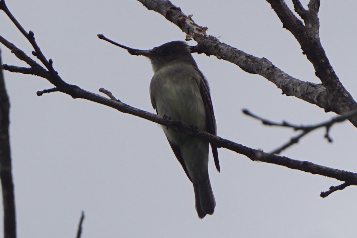 Eastern Wood-Pewee - ML440889211