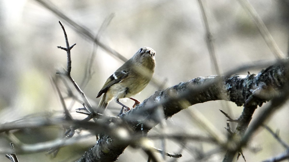 Ruby-crowned Kinglet - Tom Shepard