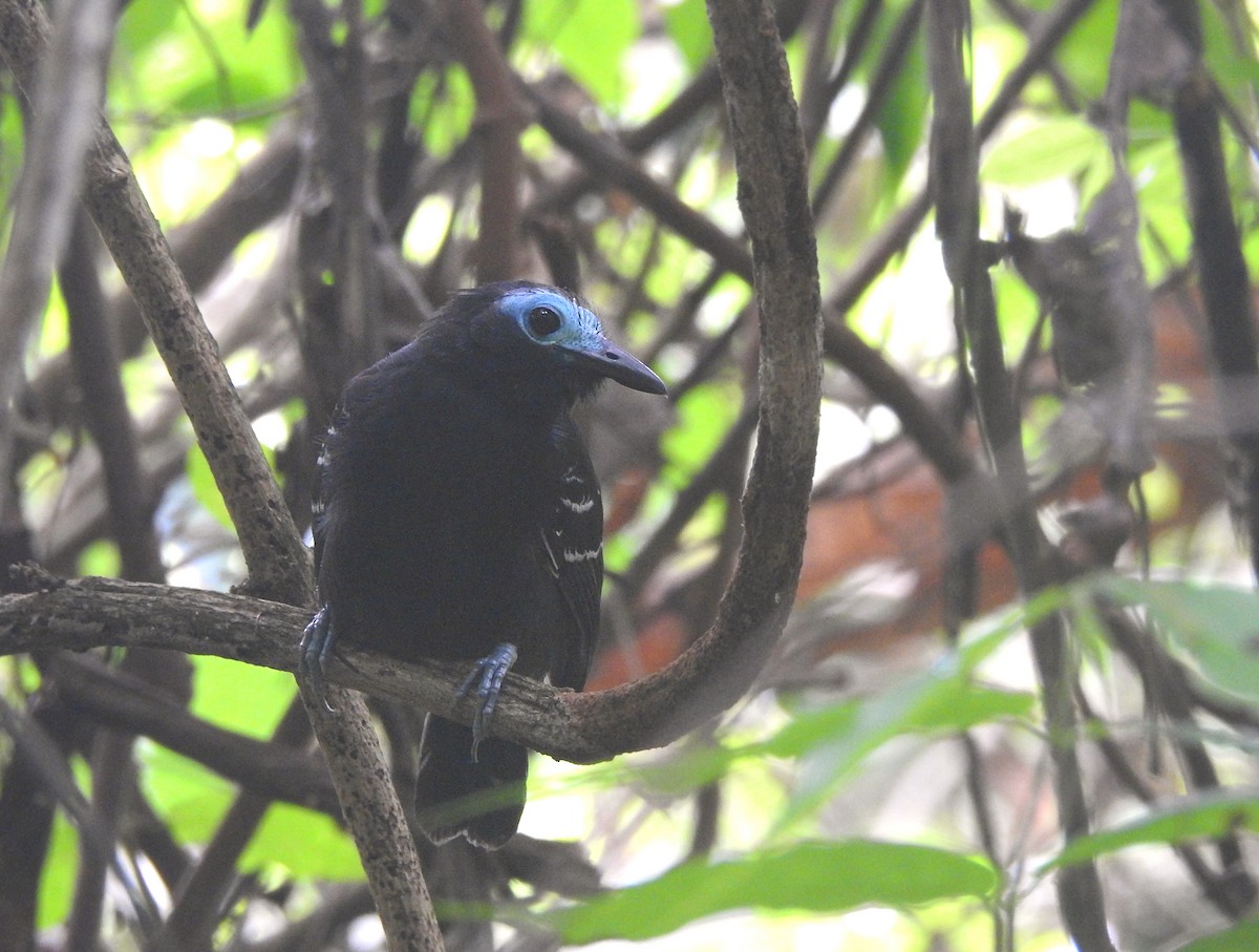 Bare-crowned Antbird - ML440889591