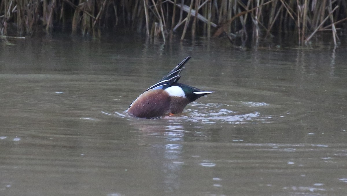 Northern Shoveler - ML44089371