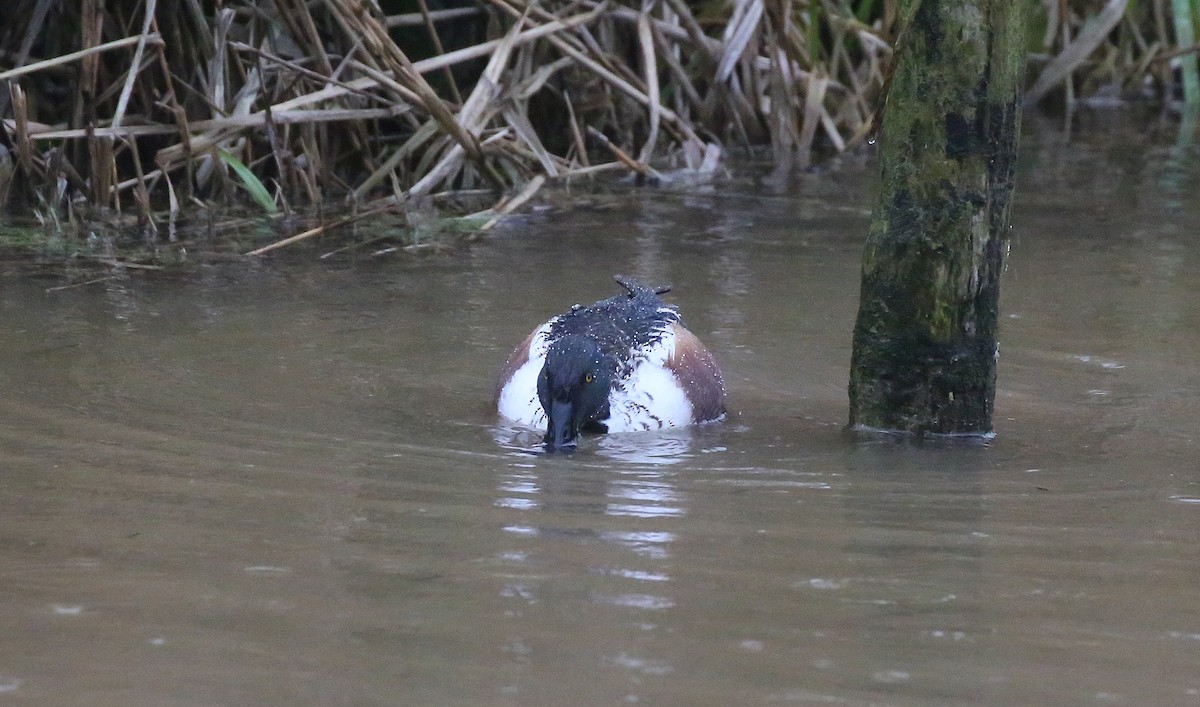 Northern Shoveler - ML44089581