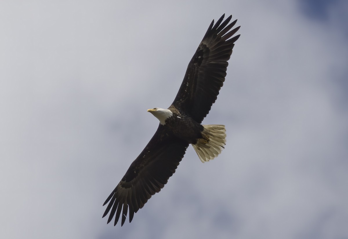 Bald Eagle - ML440896151