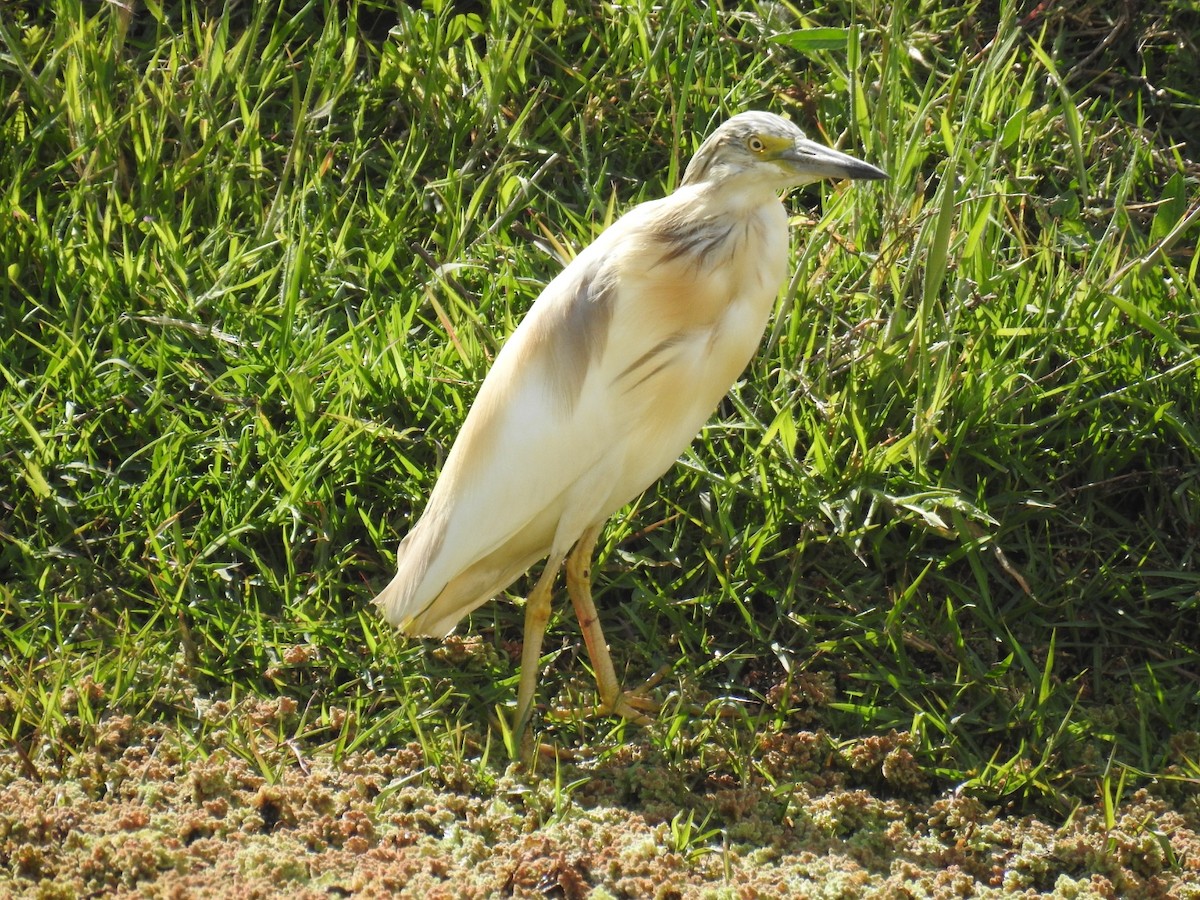 Squacco Heron - ML440896311