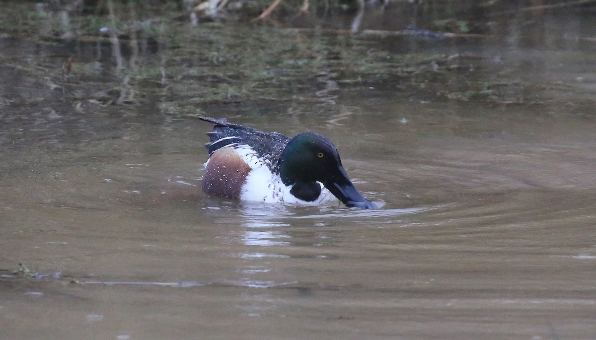 Northern Shoveler - ML44089661