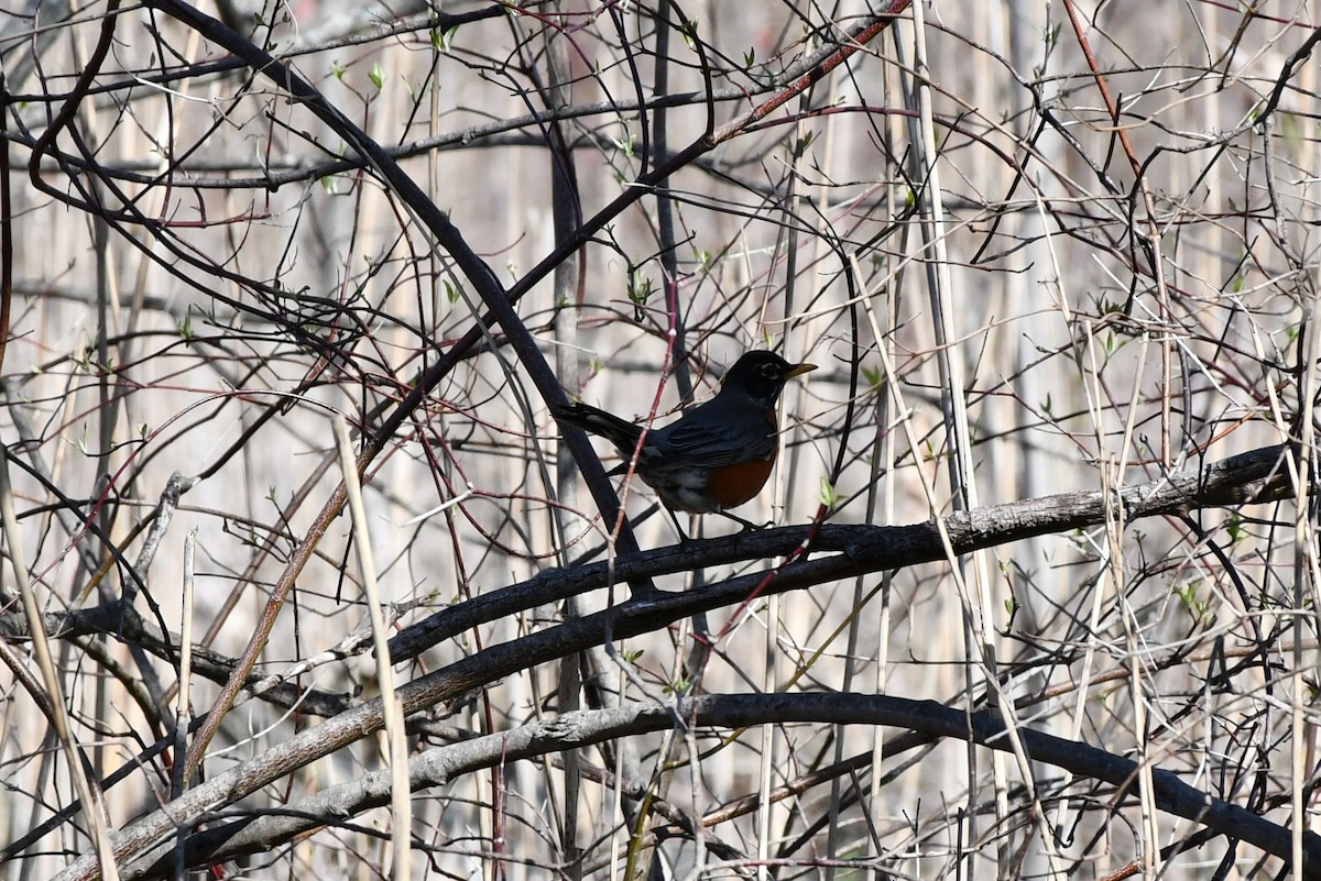 American Robin - Brian Kenney