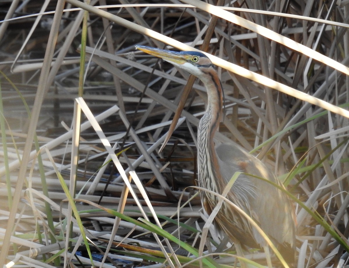 Purple Heron - ML440896841