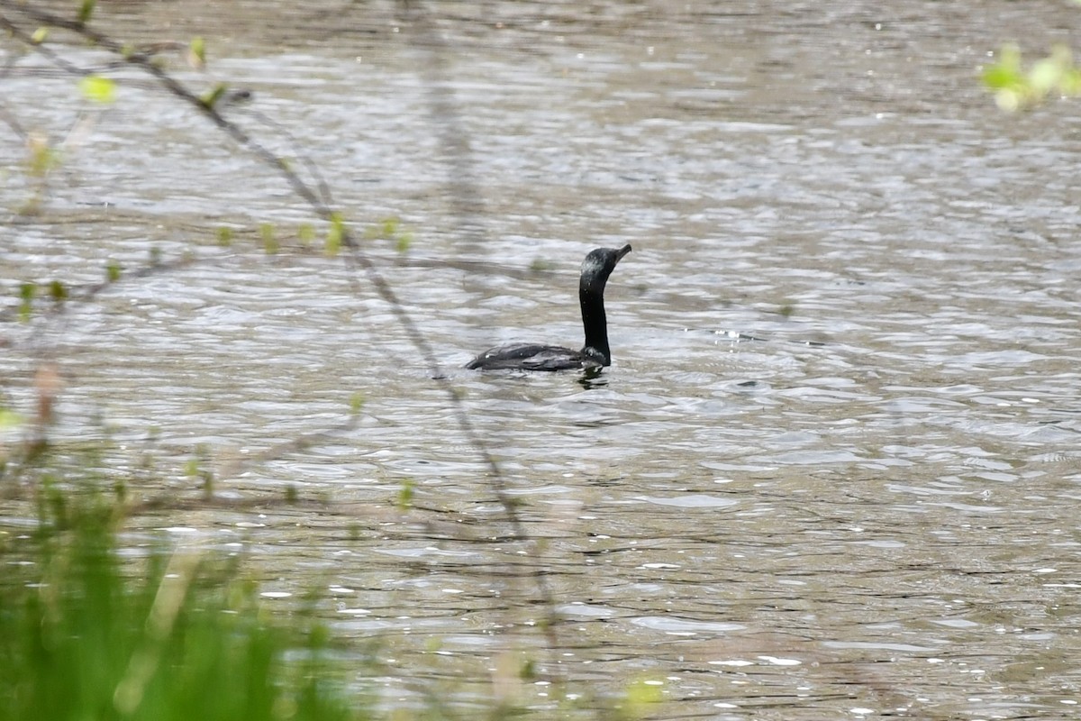 Double-crested Cormorant - ML440897361