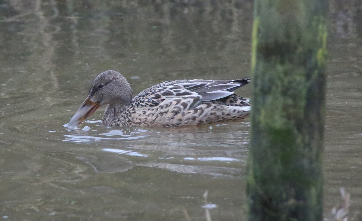 Northern Shoveler - ML44089851