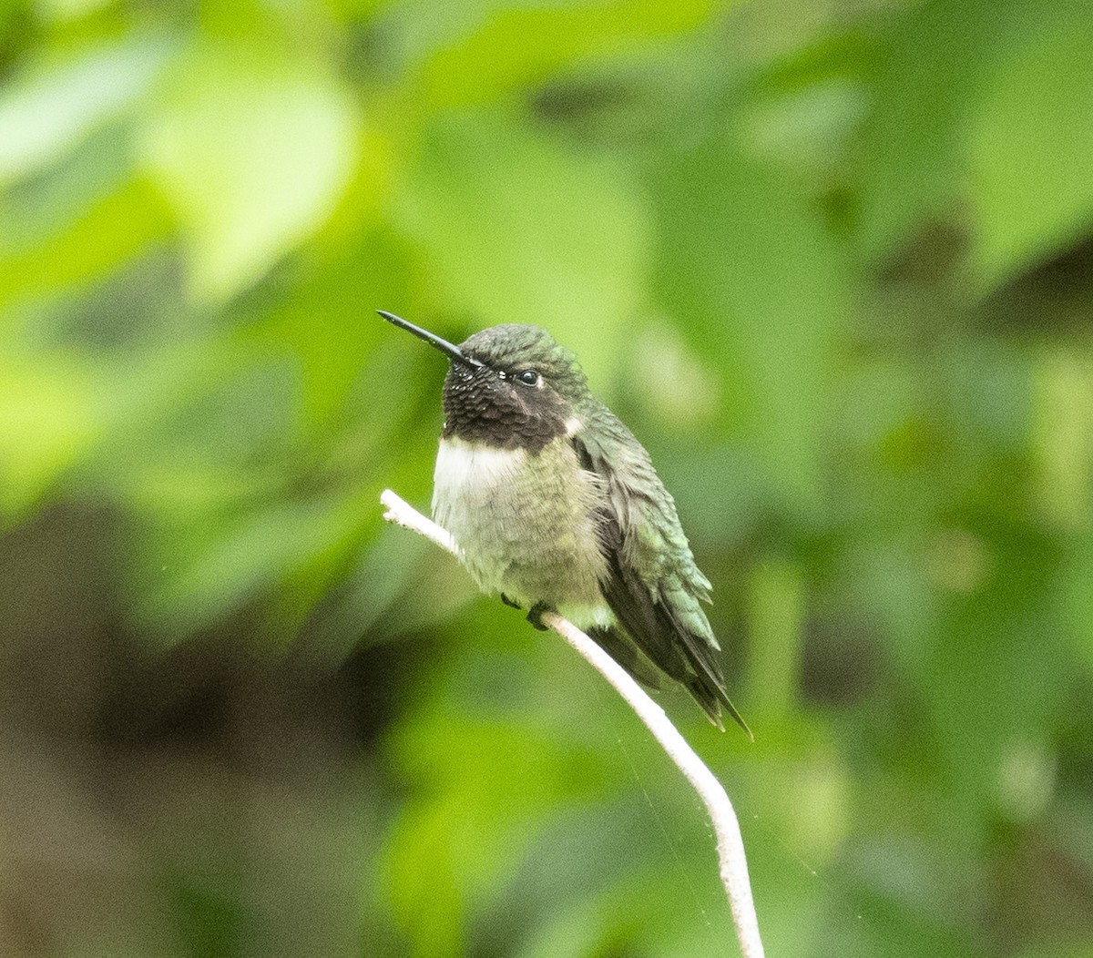 Ruby-throated Hummingbird - Anonymous