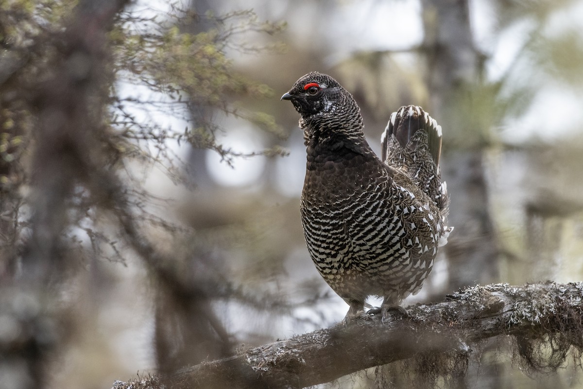 Siberian Grouse - ML440899051