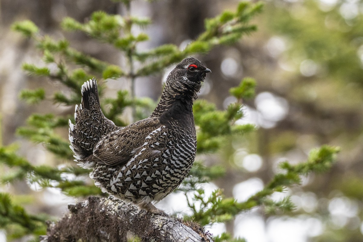 Gallo Siberiano - ML440899151