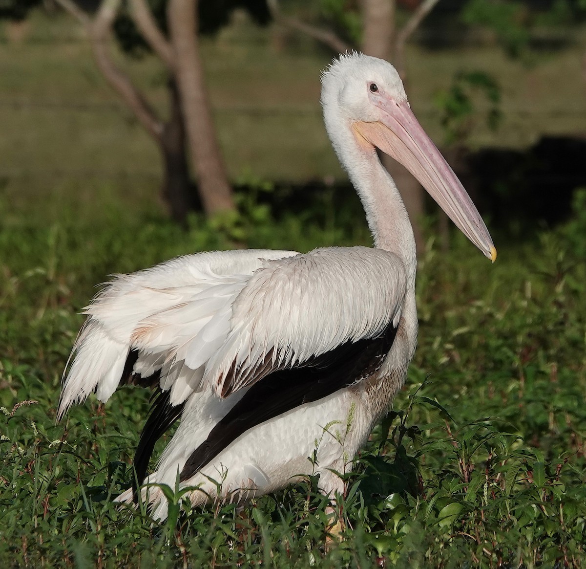 American White Pelican - ML440899171