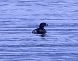 Pied-billed Grebe - ML440899561