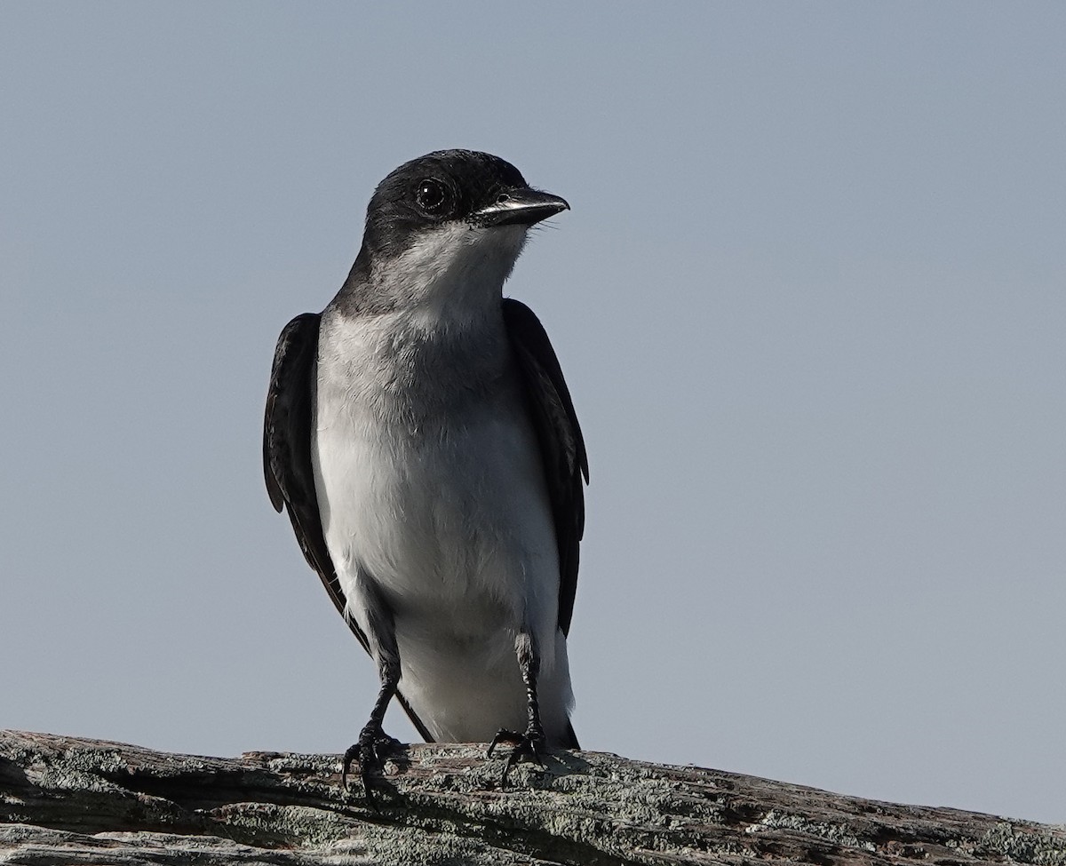 Eastern Kingbird - ML440900241