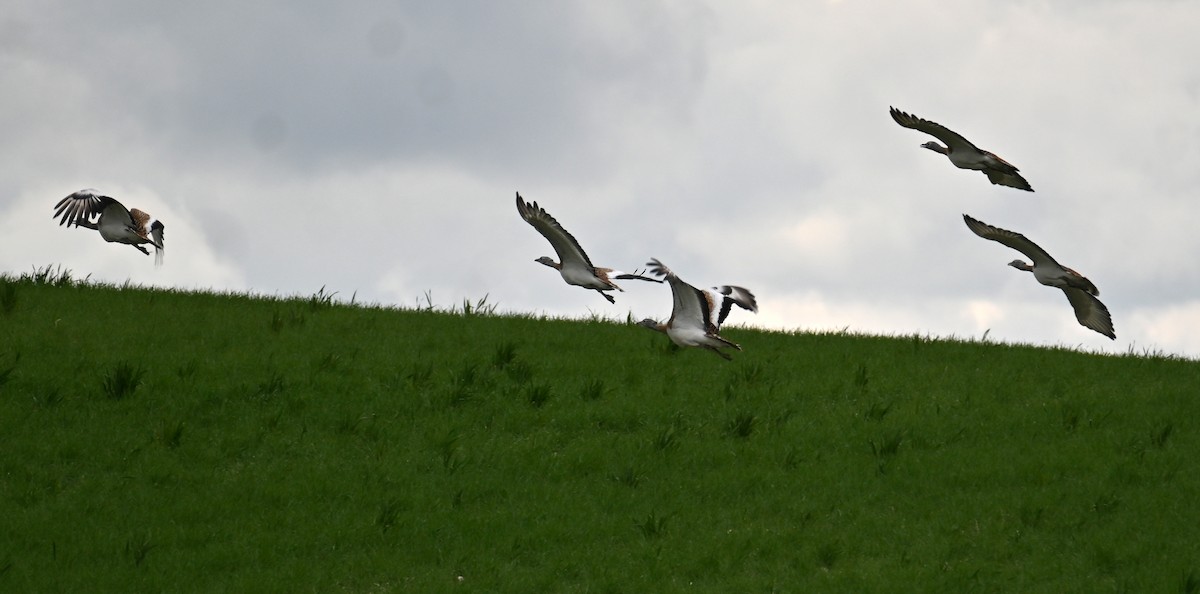 Great Bustard - ML440901871